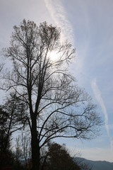 Wall Mural - Winter Trees