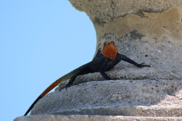 Canvas Print - a large agama lizard basking in the sun