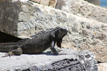 Wall Mural - a large green iguana in the sun