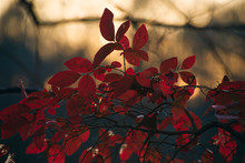 Dark Red Leaves Of A Black Gum Tree In A Forest Backlit By The Setting Winter Sun
