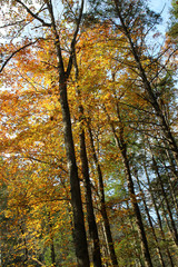 Poster - a view of the yellow autumn leaves