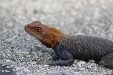 Canvas Print - a large blue and red agama lizard