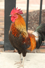 Sticker - a large red rooster outdoors