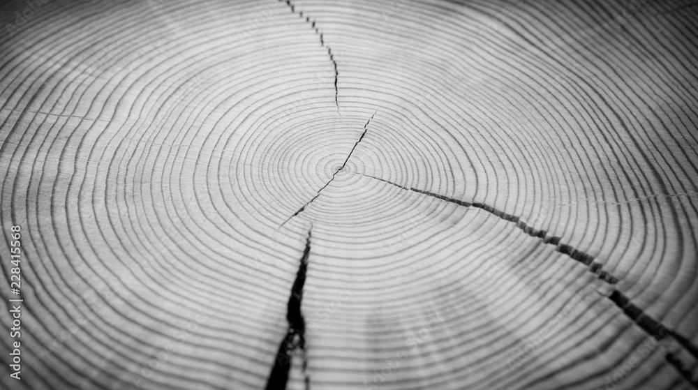 Detailed macro end grain ringed texture in neutral grayscale. Smooth ...