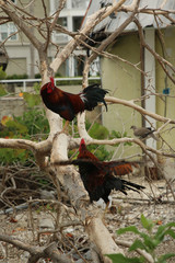 Canvas Print - a rooster in a yard