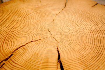 Wall Mural - detailed macro end grain ringed texture in warm brown tones. smooth detailed cracked wood textured t