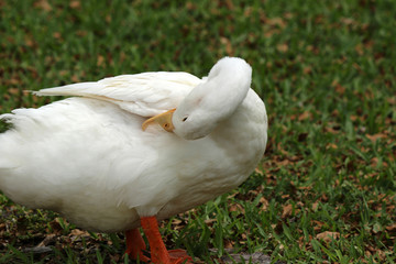 Canvas Print - a large duck