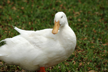 Canvas Print - a large duck