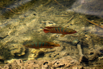 a large cichlid in the water