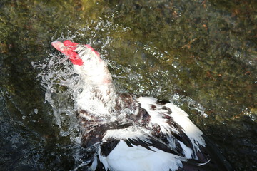 Wall Mural - a muscovy duck in the water