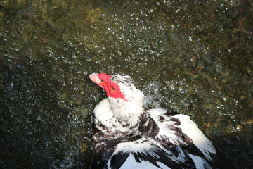 Sticker - a muscovy duck in the water