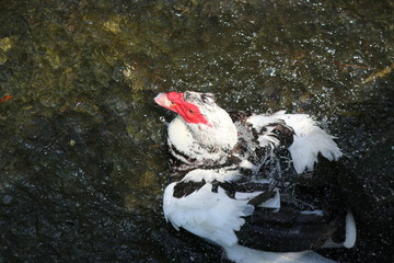 Canvas Print - a muscovy duck in the water