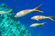 Colorful Yellowtail Snappers fish on the coral reef edge. Selective focus