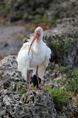 Wall Mural - an American white ibis