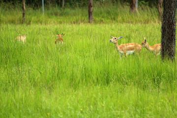 Sticker - a springbok out in the wild