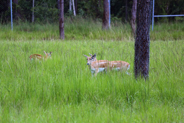 Poster - a springbok out in the wild