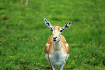 Poster - a springbok out in the wild