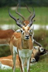 Wall Mural - a springbok out in the wild