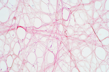 areolar connective tissue under the microscope view.