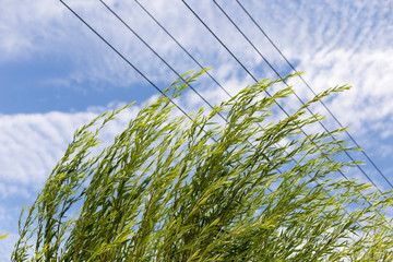 The branches of the willow and the electric line against the blue sky