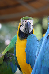 Poster - a close up of a macaw