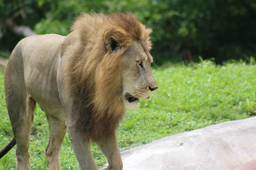 Canvas Print - a large male african lion