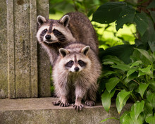 Two Raccoons Surprised By Human Presence
