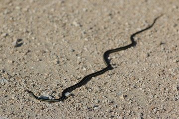 Canvas Print - garter snake