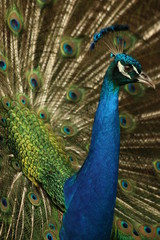 Poster - a large peacock and feathers