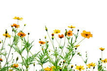 Beautiful Cosmos Flowers On White Background