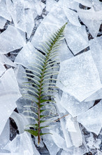 A Fern Stem With Leaves On Icy Background 