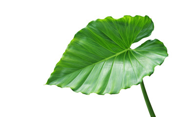 Green Leaf of Elephant Ear Plant Isolated on White Background