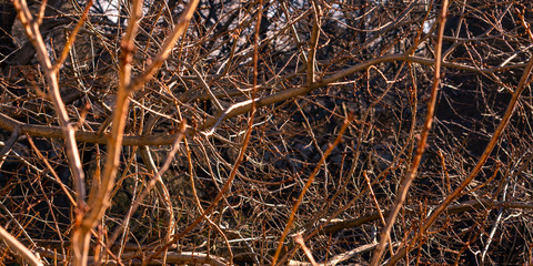 Branches