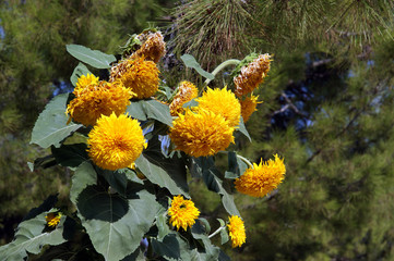 Yellow sunflowers on green natural background