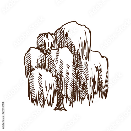 Cuadros en Lienzo Weeping willow tree with leaves, summer motifs of nature, plants.