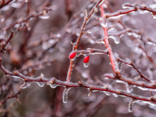 Wall Mural - Two late winter berries covered with ice