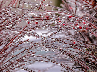 Wall Mural - Ice crust on bush branches