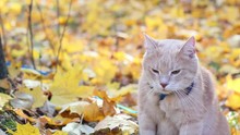 Cat In Autumn Leaves Free Stock Photo - Public Domain Pictures