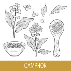 Camphor. Plant. Leaves, fruit, flower. Bowl, spoon. Sketch. Monochrome. Set.