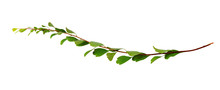 Twig With Small Green Leaves