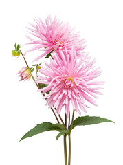 Wall Mural - dahlia
