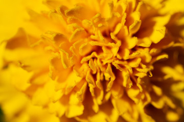 Wall Mural - texture flower