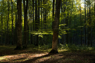 Naklejka na meble Autumn landscape of the beautiful forest, at sunrise