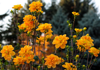 beautiful flowers in nature in the botanical garden