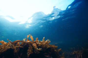 laminaria sea kale underwater photo ocean reef salt water