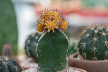 Beautiful Colorful Gymnocalycium cactus on pot in the garden.