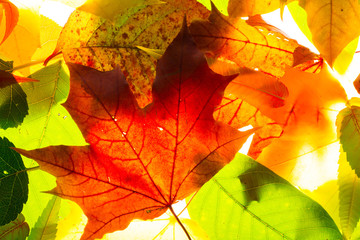 tree leaf nature background autumn bright colors 