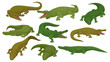 Collection of crocodiles, predatory amphibian animals in different poses vector Illustration on a white background