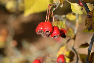 Canvas Print - rote Mehlbeere