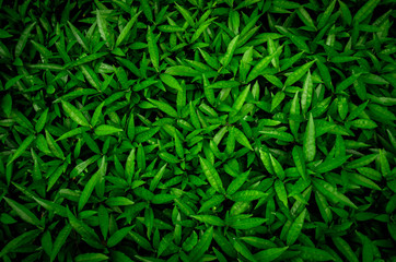 Wall Mural - top view of green leaves texture background. green leaves with beautiful pattern in jungle for organ